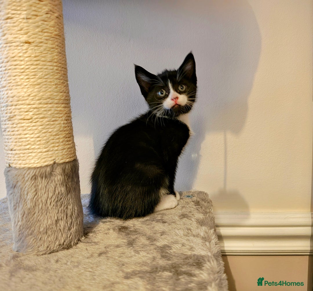 Mixed Breed cats for sale: Bengal Marble & British Shorthair  - Advert 3