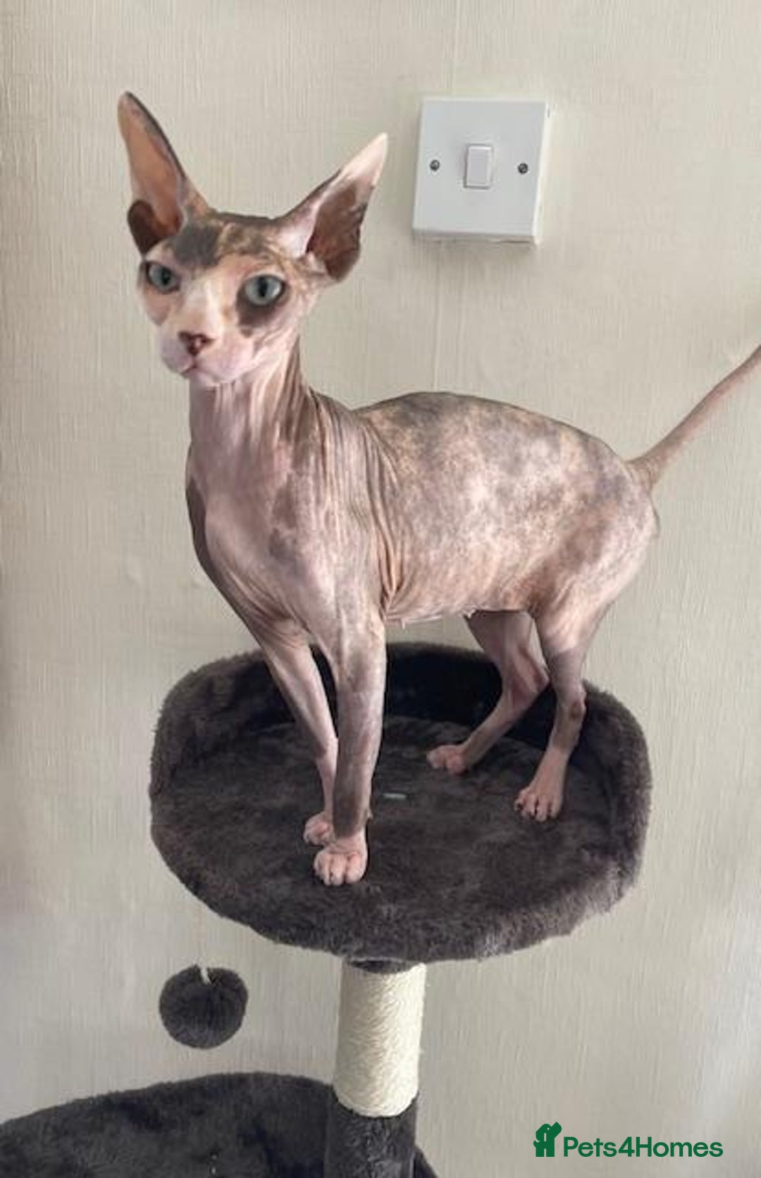 Sphynx cats for sale: Sphynx Adult Spayed Female - Image 2