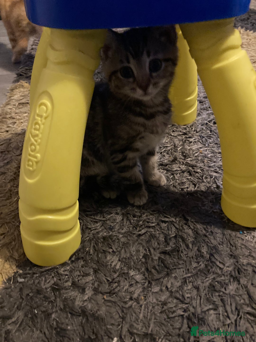 Mixed Breed cats for sale: 4 kittens - Advert 4