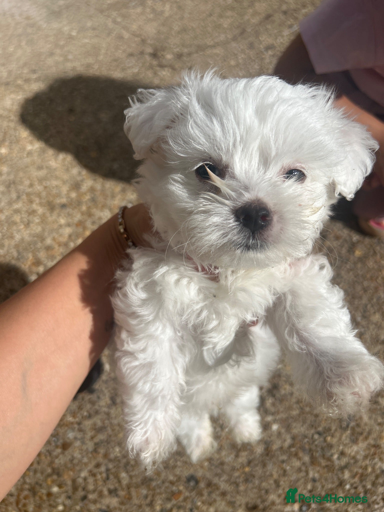 Bichon Frise dogs Bichon mini toy  - Advert 5
