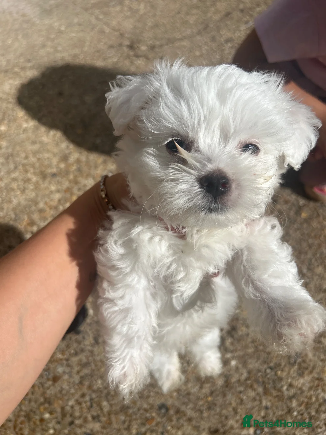 Bichon Frise dogs for sale: Bichon mini toy  in Harrow - Advert 1