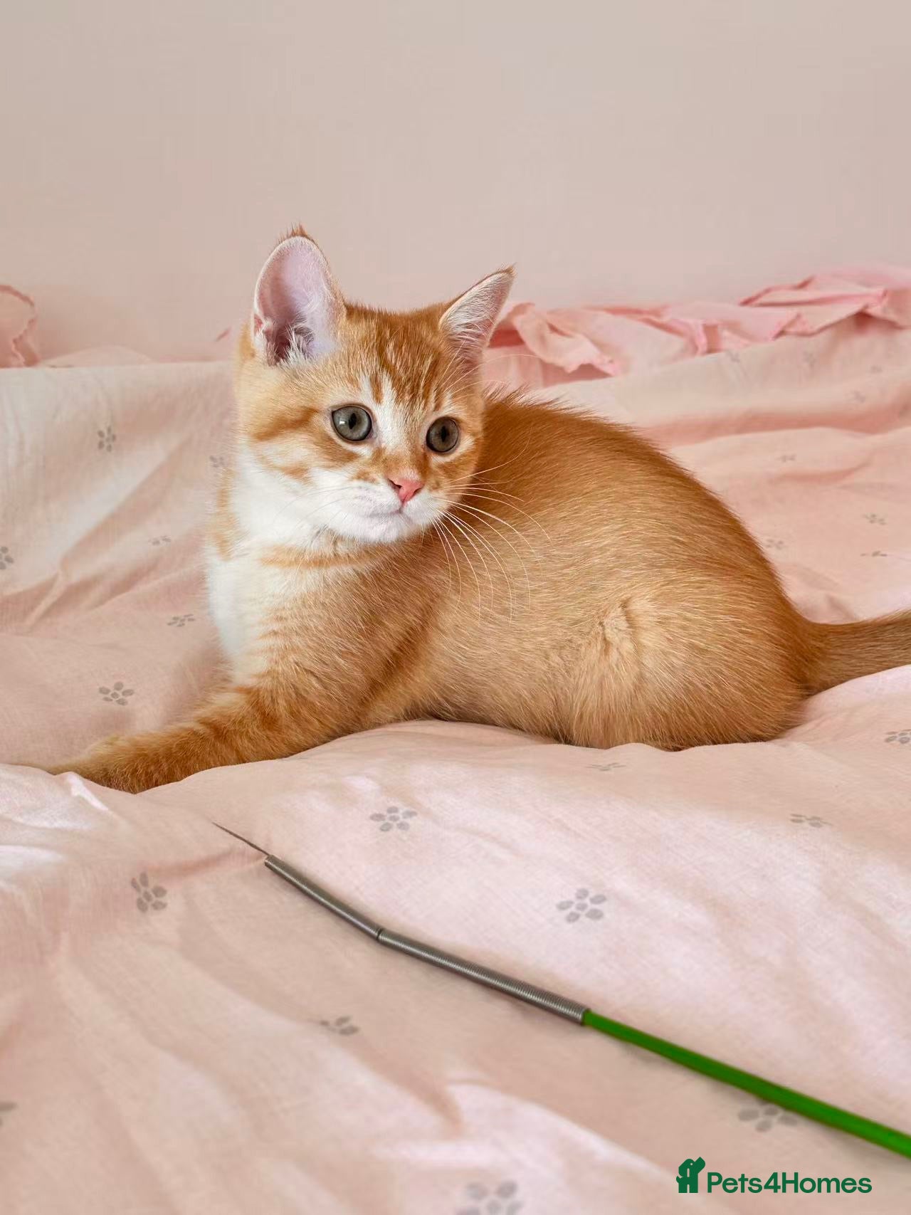 British Shorthair cats Beautiful BSH kitten  - Advert 12