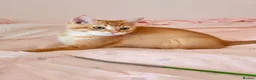British Shorthair cats for sale: Beautiful BSH kitten  - Advert 1