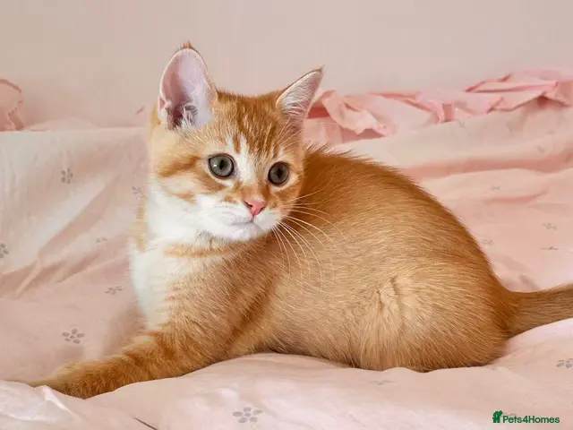 British Shorthair cats Beautiful BSH kitten - Advert 4