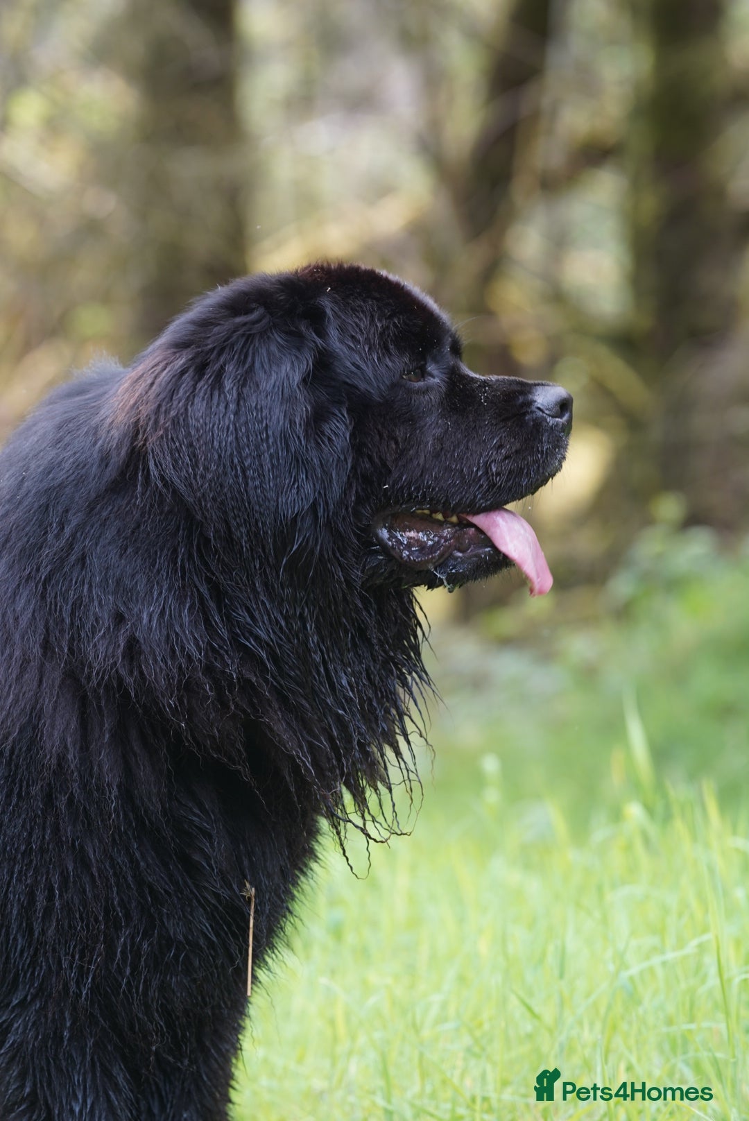 Newfoundland dogs for stud: Exceptional Male Newfoundland - Cody - FOR STUD - Image 2