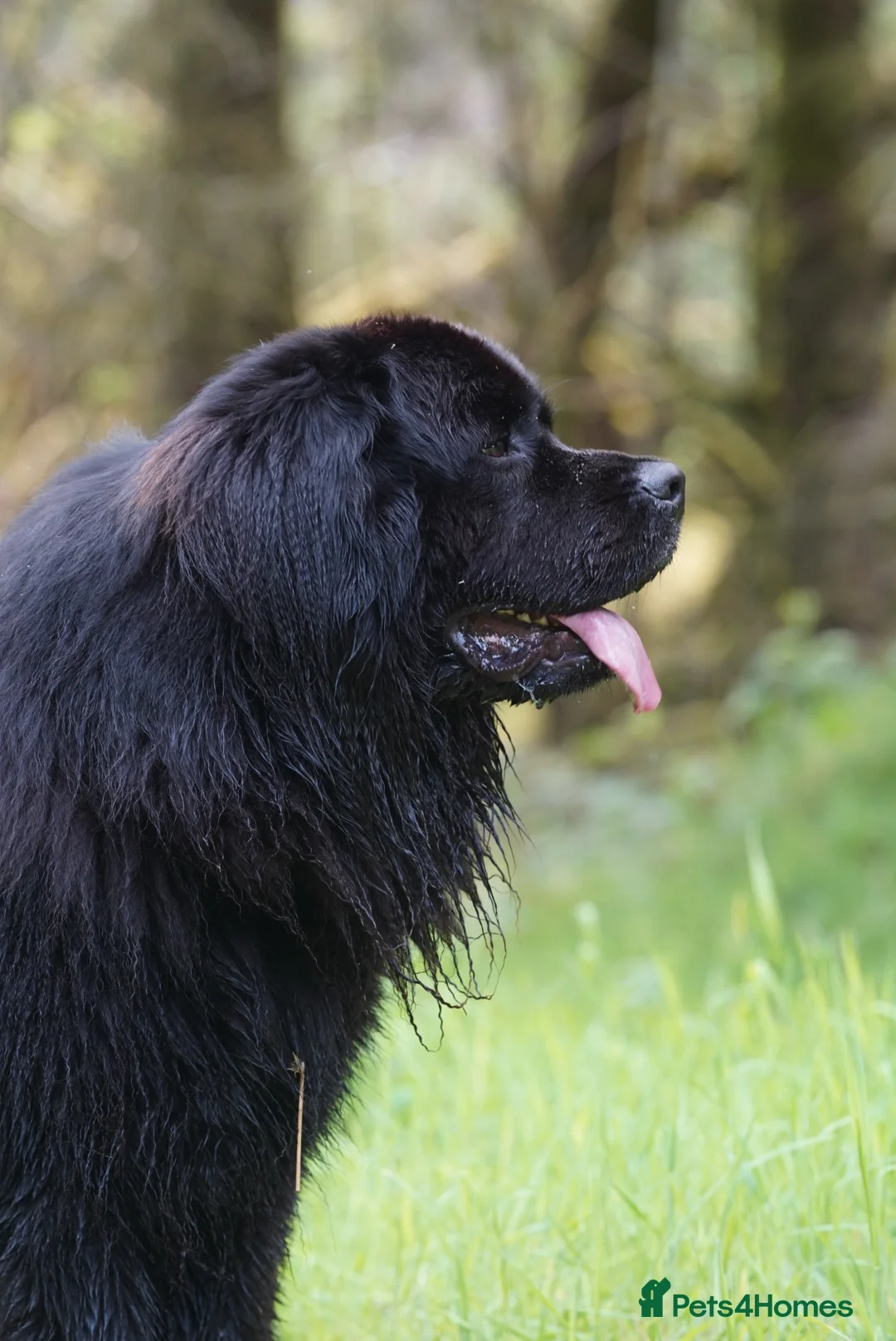 Newfoundland dogs for stud: Exceptional Male Newfoundland - Cody - FOR STUD - Advert 2
