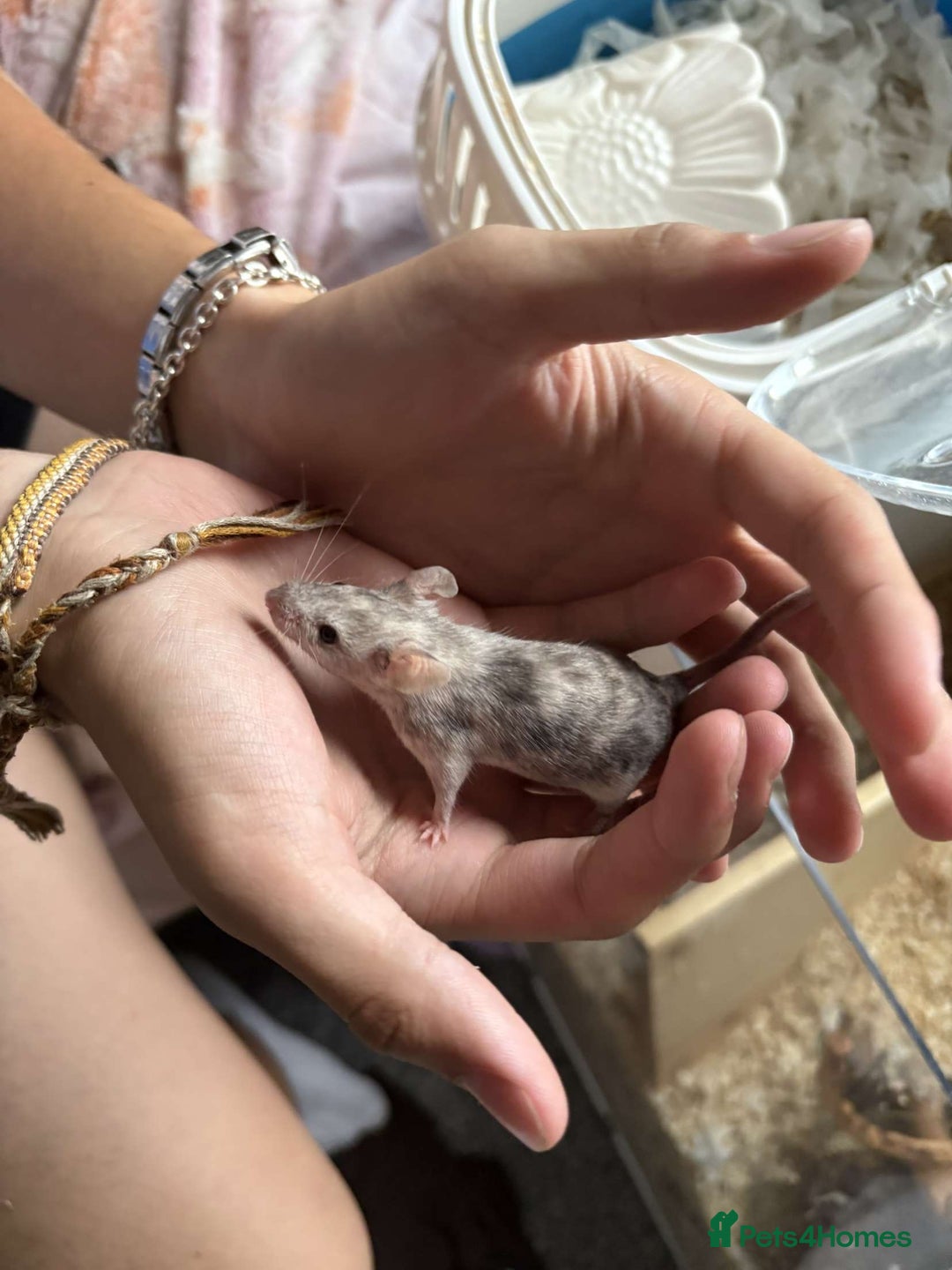 Mouse rodents for sale: Female fancy mouse (URGENT REHOMING) - Image 2