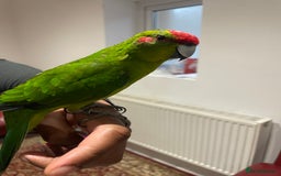 Parakeets birds for sale: Loving kakariki for sale🦜💗 - Advert 2