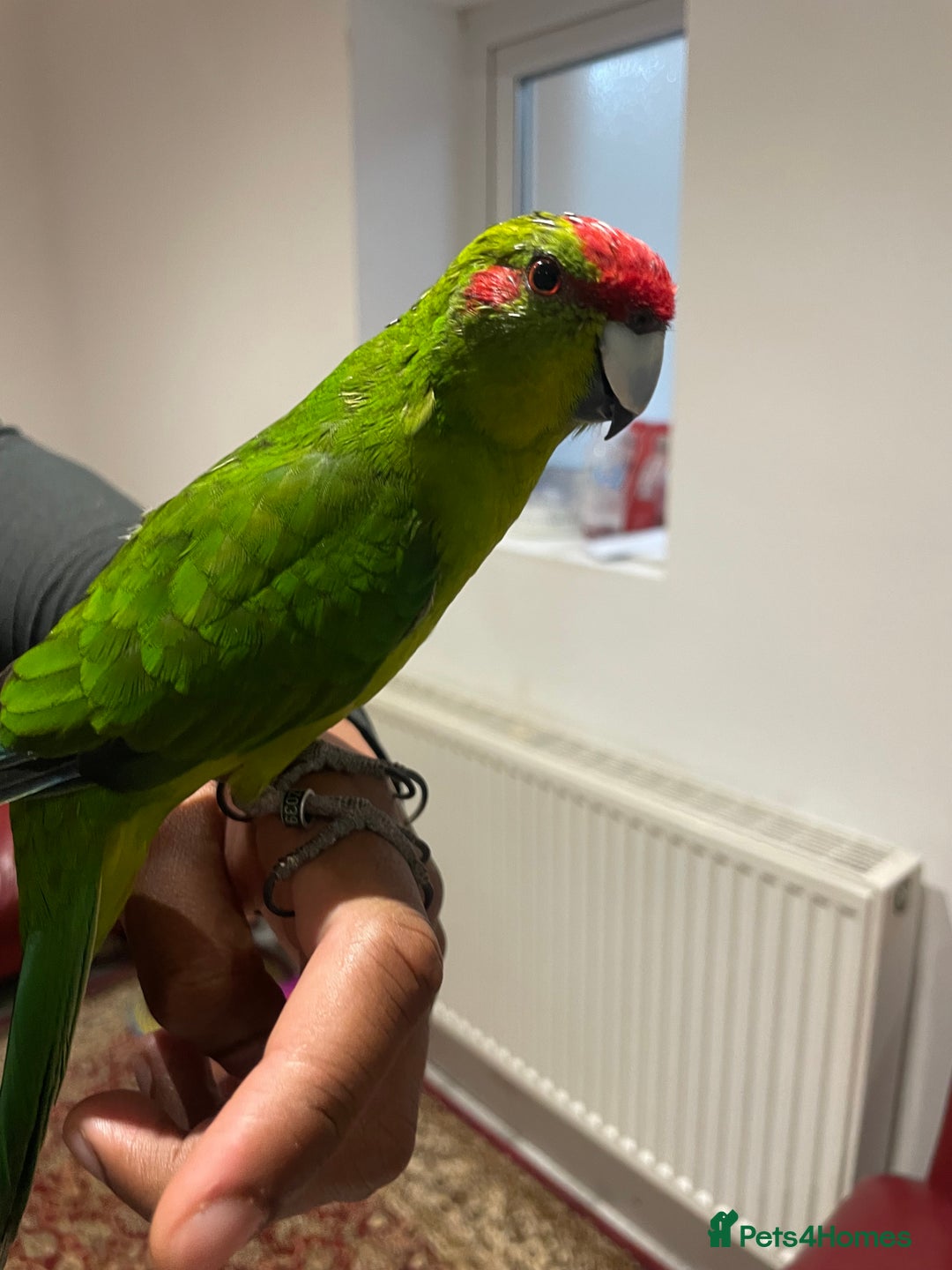 Parakeets birds for sale: Loving kakariki for sale🦜💗 - Advert 2