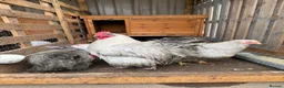 Chickens poultry for sale: Trio lavender Orpingtons - Advert 1