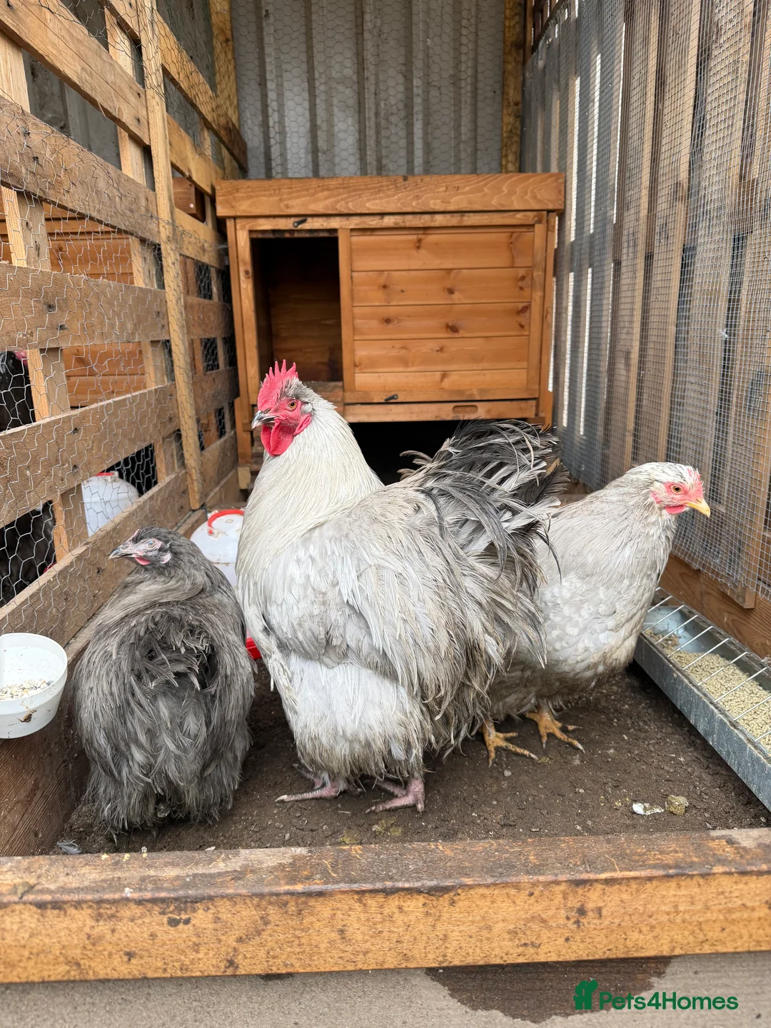 Chickens poultry for sale: Trio lavender Orpingtons - Advert 1