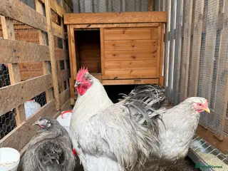 Chickens poultry Trio lavender Orpingtons - Advert 1