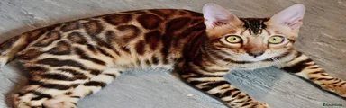 Bengal 1