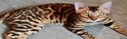 Bengal cats for sale: Beautiful Bengal kitten - Advert 8