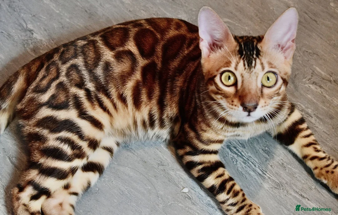 Bengal cats for sale: Beautiful Bengal kitten - Advert 8