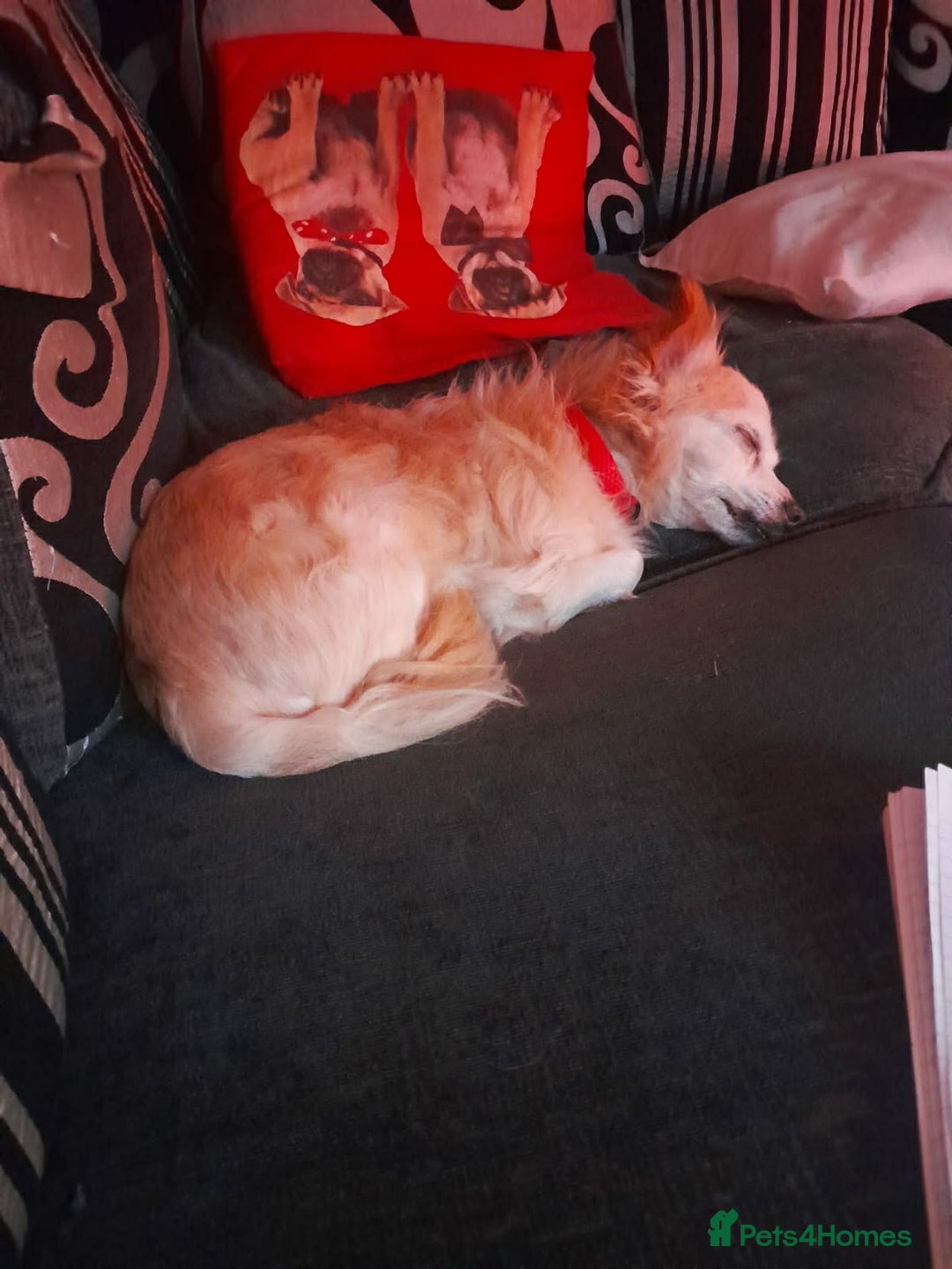 Chihuahua dogs for adoption: Meet Scamp - looking for his retirement home  - Advert 3