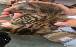 Bengal cats for sale: Kittens x bengal  - Advert 14