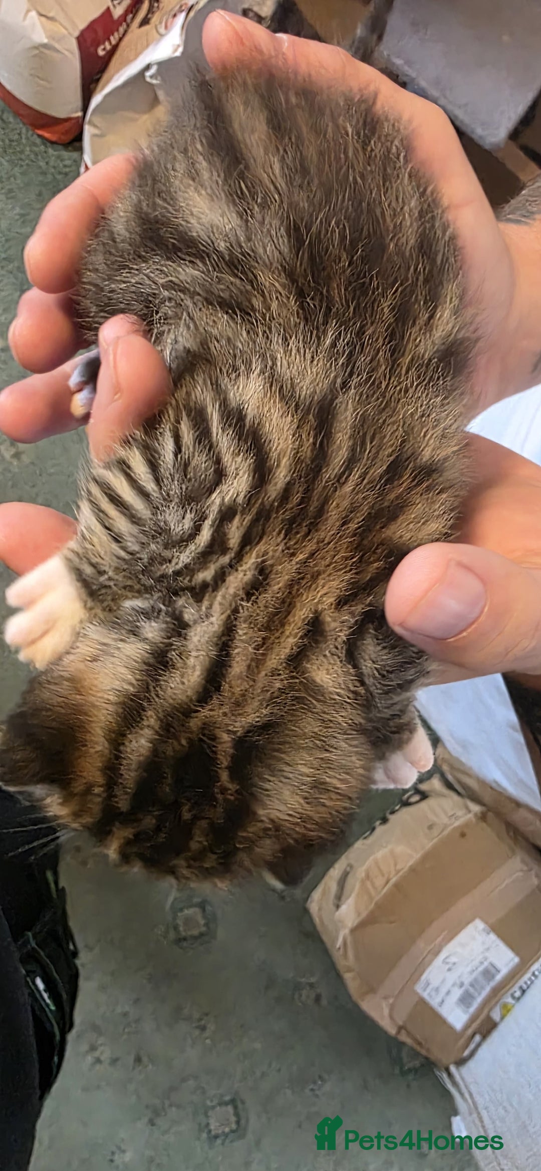 Bengal cats for sale: Kittens x bengal  - Advert 14