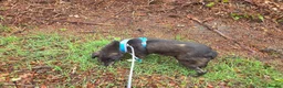 Mixed Breed dogs for adoption: Mumma Jute - Advert 4