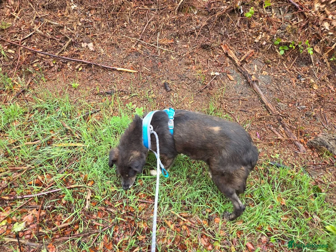 Mixed Breed dogs for adoption: Mumma Jute - Advert 4
