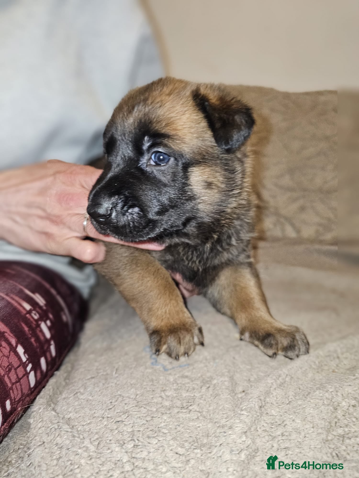 Belgian Shepherd Dog dogs Belgian Malinois Puppies for Sale (Working Line) - Advert 2