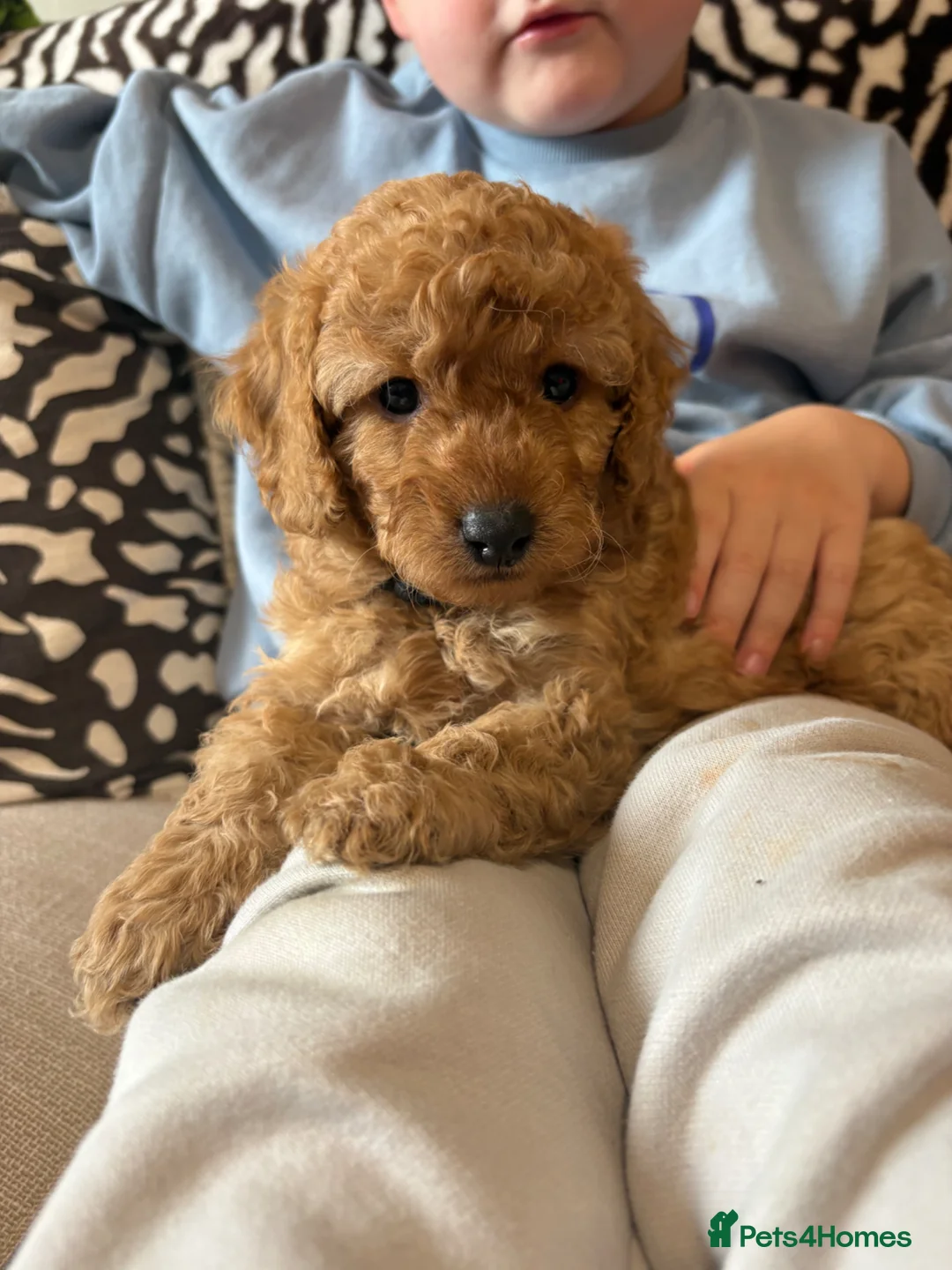 Mixed Breed dogs for sale: Double doodles  - Advert 1