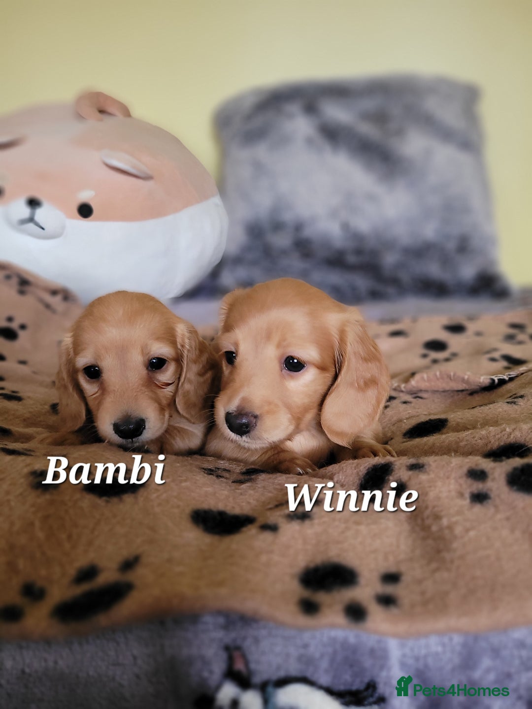 Dachshund dogs for sale: Long Haired KC Miniature Dachshund - Advert 16