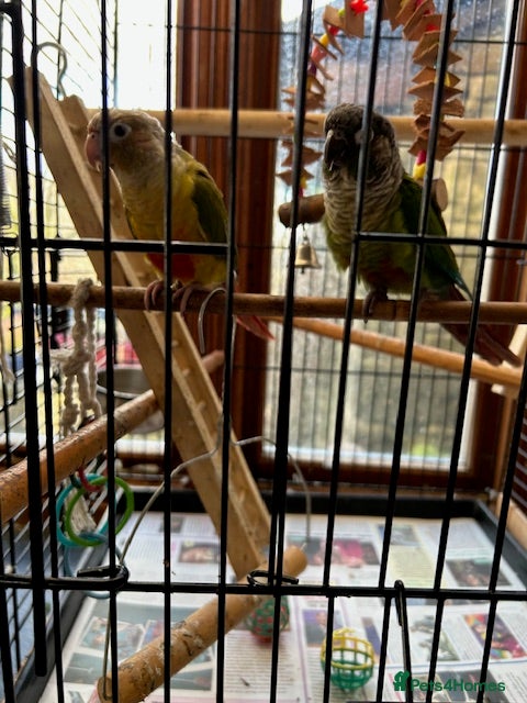 Conures birds Six month old Conures - Advert 17