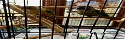 Conures birds for sale: Six month old Conures - Advert 1