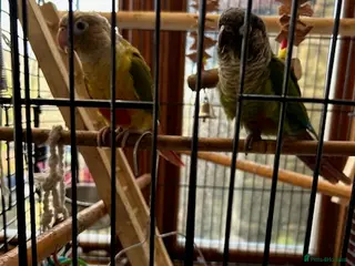 Conures birds Six month old Conures - Advert 17