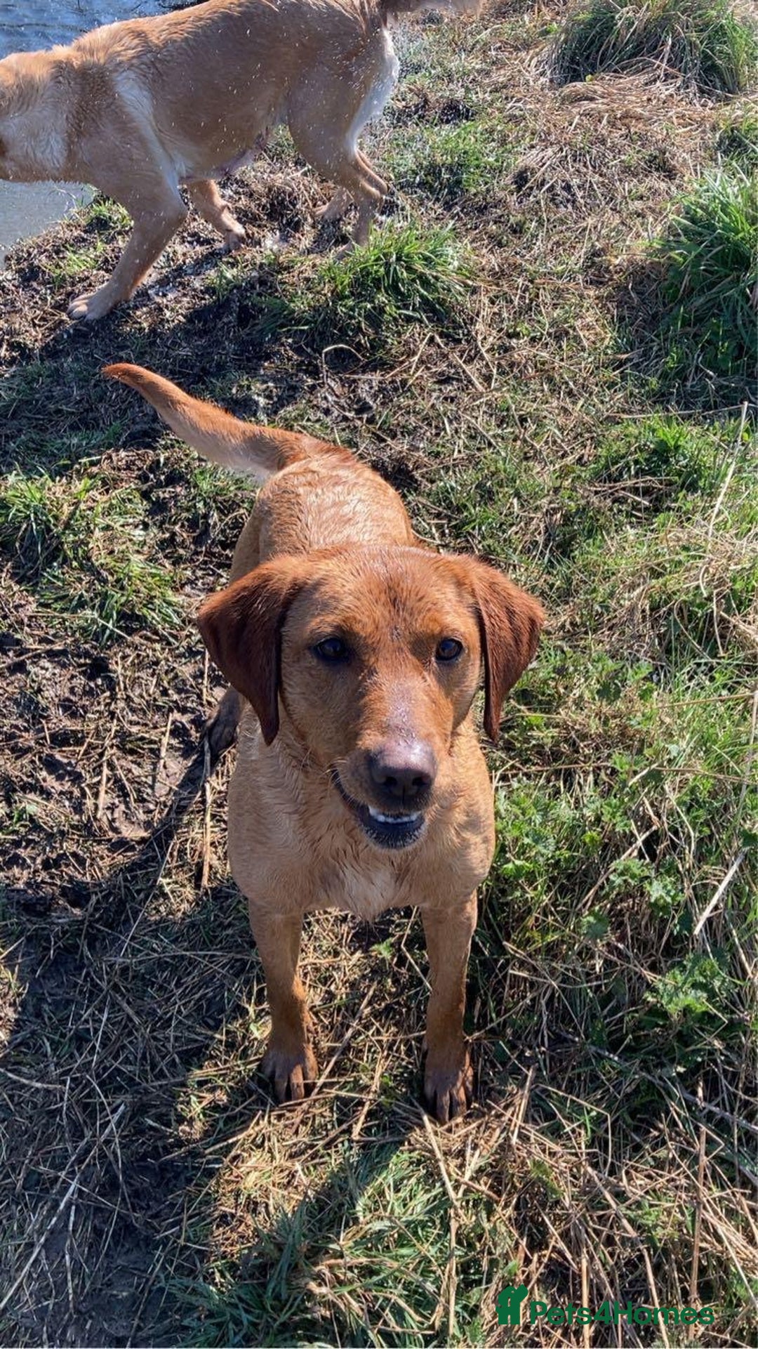 Labrador Retriever dogs for sale: Beautiful KC reg Labrador puppies - Image 15