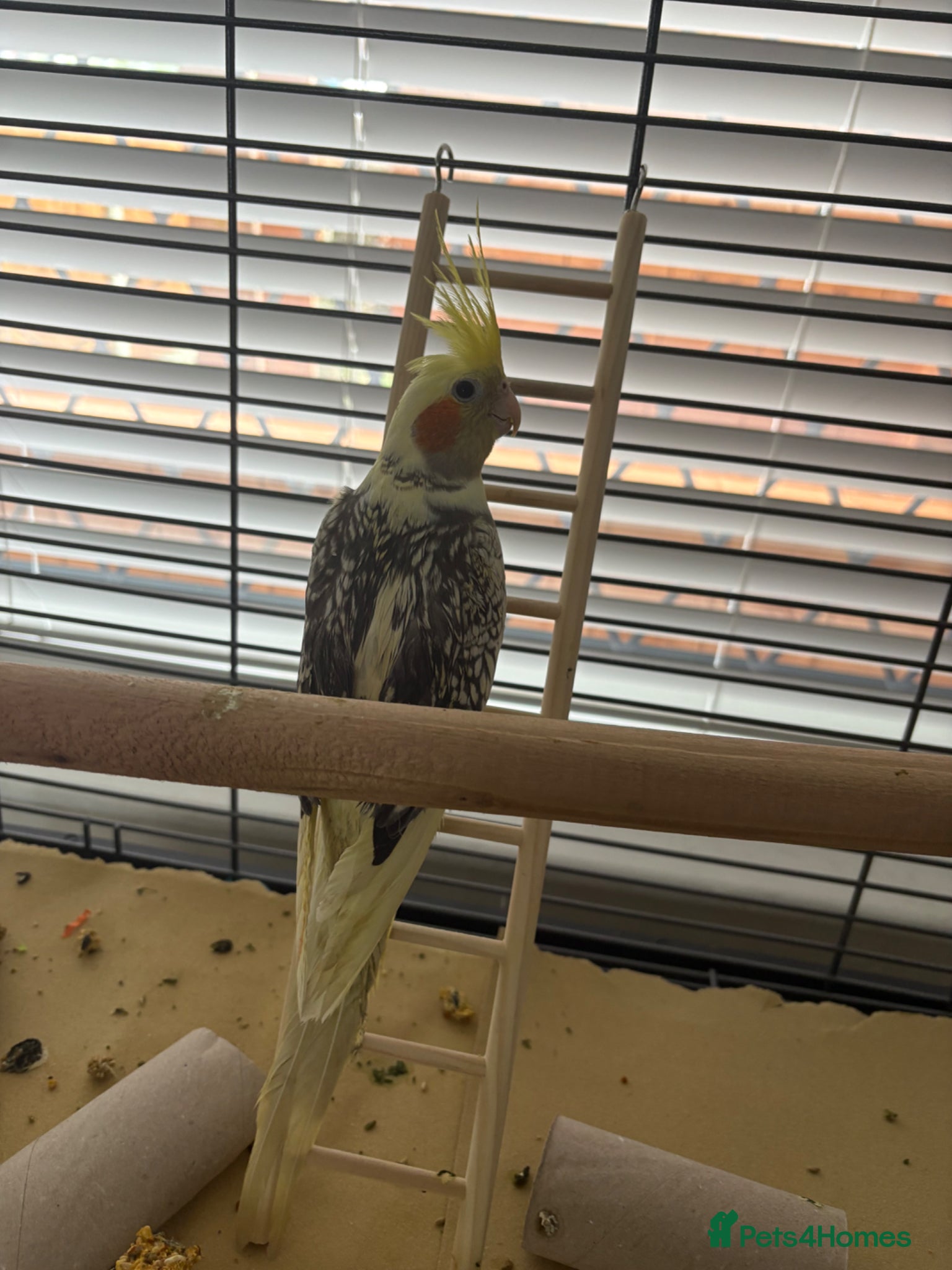 Cockatiels birds Female young cockatiel for sale - Advert 1