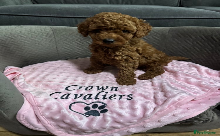 Toy Poodle dogs - Advert 4