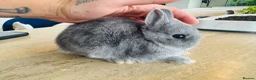 Netherland Dwarf rabbits for sale: *Quality* netherland dwarf bunnies  - Advert 2