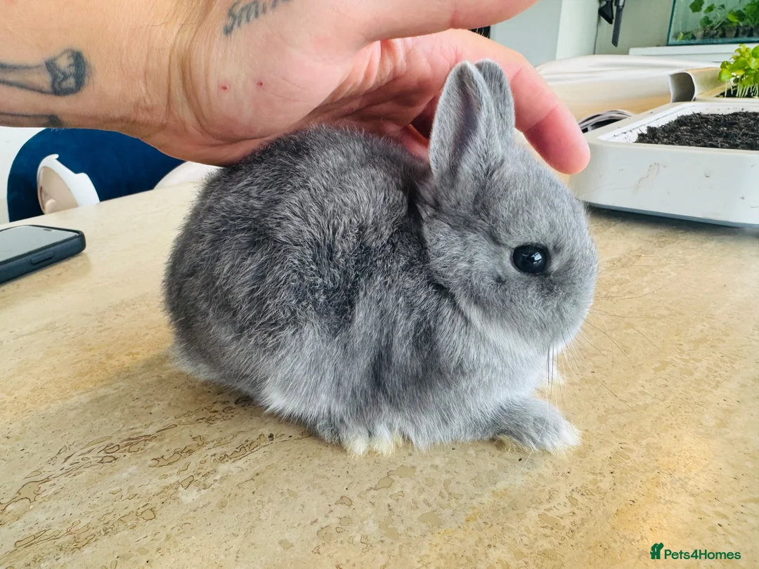 Netherland Dwarf rabbits for sale: *Quality* netherland dwarf bunnies  - Advert 2