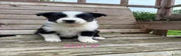 Border Collie dogs for sale: Border Collie Puppies for sale  - Advert 14