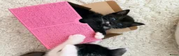 Mixed Breed cats for sale: Litter of 6 Gorgeous kittens  - Advert 14