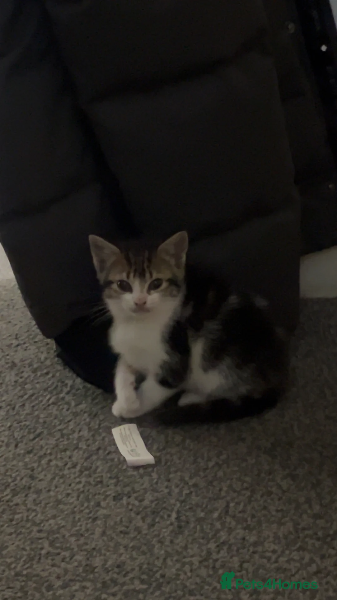 Mixed Breed cats for sale: CUTE KITTENS FOR SALE - Advert 6