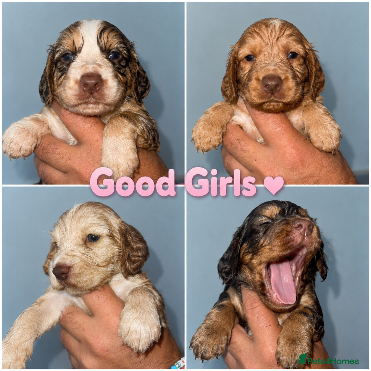 Cocker Spaniel dogs Full pedigree beautiful show cocker spaniels  - Advert 5