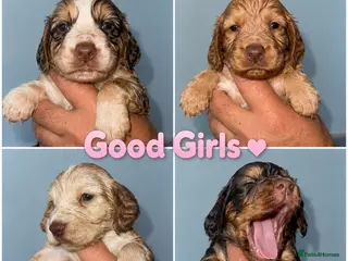 Cocker Spaniel dogs Full pedigree beautiful show cocker spaniels - Advert 5