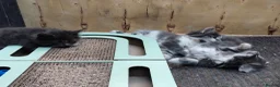 Mixed Breed cats for sale: Kitten for rehoming  in Mansfield - Advert 9
