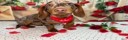 Miniature Dachshund dogs for stud: Chocolate and tan dapple- see DNA in description in Sunderland - Advert 4