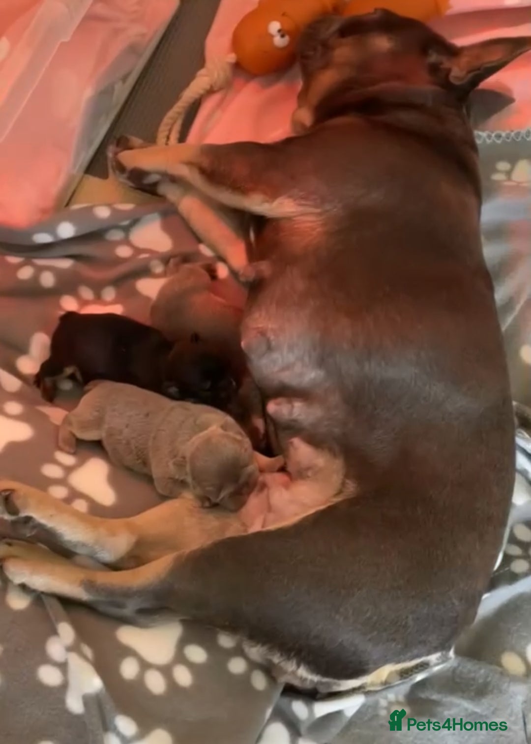 French Bulldog dogs for sale: French Bulldog Puppies - Image 7