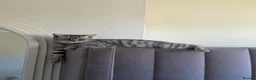 British Shorthair cats for sale: Female British shorthair  - Advert 6