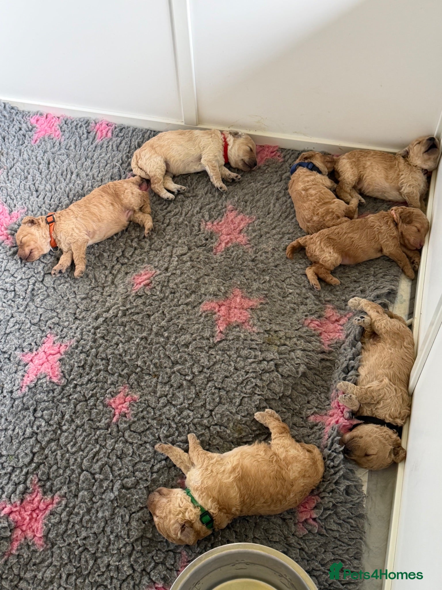 Miniature Poodle dogs DNA tested KC Miniature Poodles 0% coefficiency  - Advert 2
