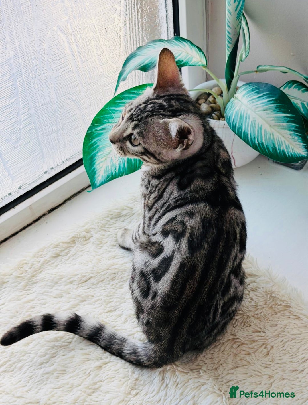 Bengal cats for sale: Stunning silver bengal girl  - Advert 4