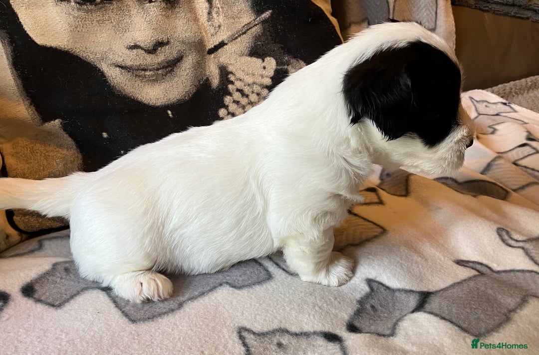 Sealyham Terrier dogs for sale: Quality KC registered Sealyham Terrier pups - Image 11