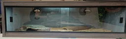 Leopard Gecko reptiles for sale: Leopard Gecko - Gizmo Morph + vivarium  - Advert 4