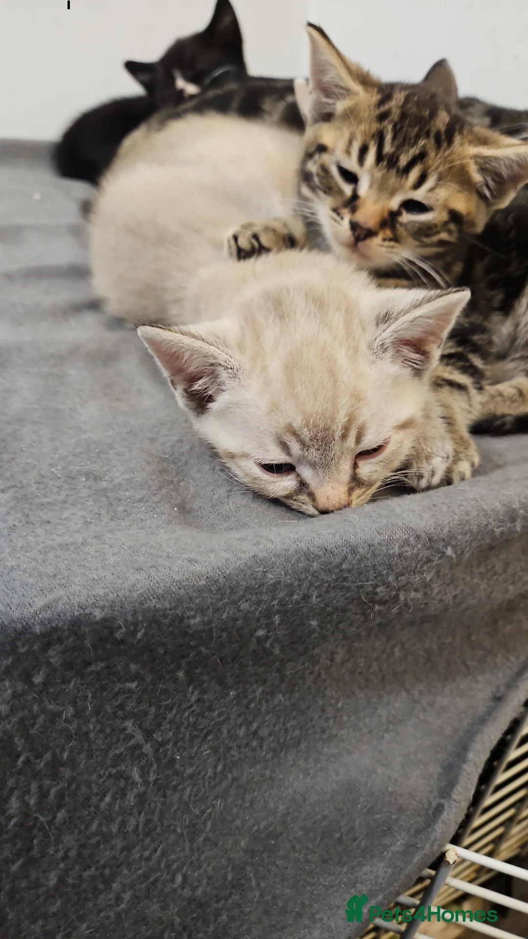 Mixed Breed cats for sale: Stunning 😍 mixed siamese kittens 😸  in Birmingham - Advert 2