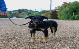 Mixed Breed dogs for adoption: Sweet Stella - reserved - Advert 24